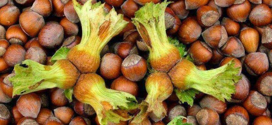 Neden Giresun Fındığı? Dünyanın En Kaliteli Fındığının Sırrı ve Faydaları